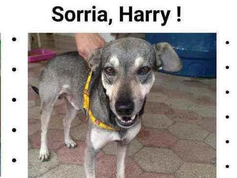 Cachorro ra a Srd idade 2 anos nome Harry