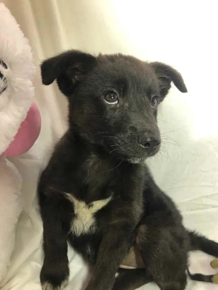 Cachorro ra a SRD  idade Abaixo de 2 meses nome Sem nome