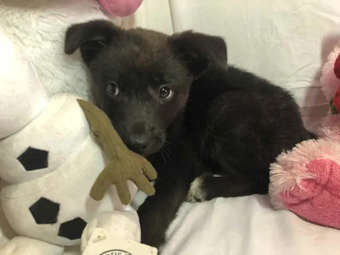 Cachorro ra a SRD  idade Abaixo de 2 meses nome Sem nome