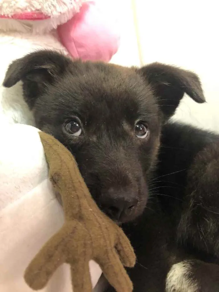 Cachorro ra a SRD  idade Abaixo de 2 meses nome Sem nome