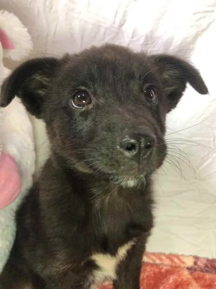 Cachorro ra a SRD  idade Abaixo de 2 meses nome Sem nome