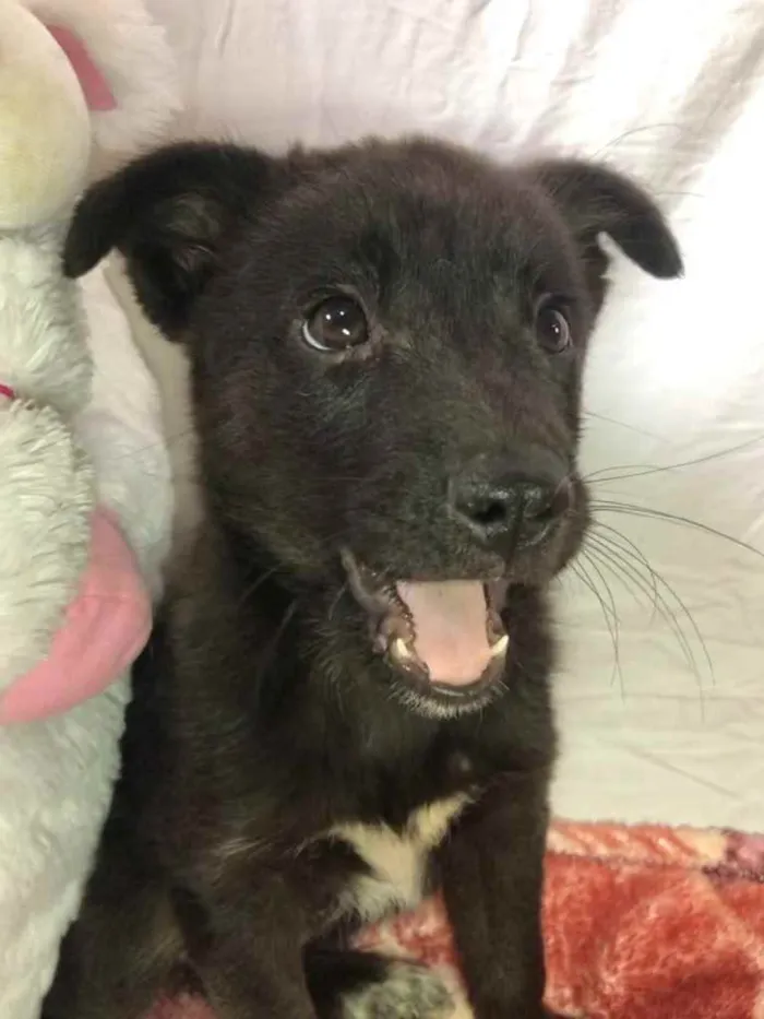 Cachorro ra a SRD  idade Abaixo de 2 meses nome Sem nome