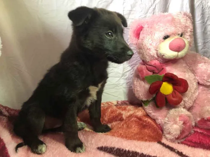 Cachorro ra a SRD  idade Abaixo de 2 meses nome Sem nome