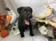 Cachorro raça SRD  idade Abaixo de 2 meses nome Sem nome