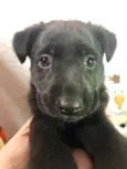 Cachorro raça SRD  idade Abaixo de 2 meses nome Sem nome