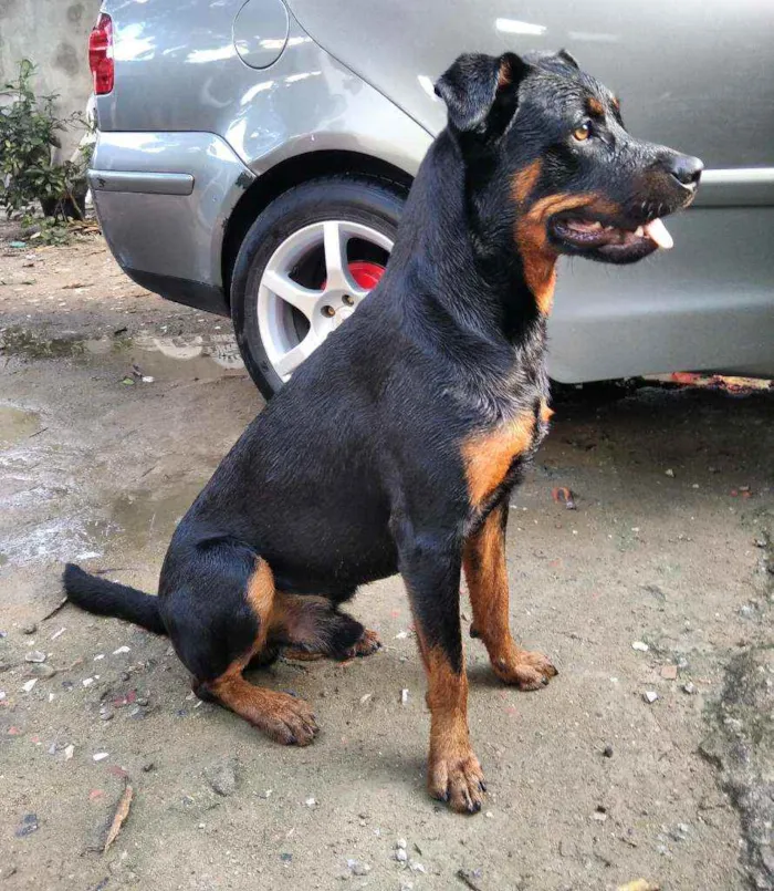 Cachorro ra a Rottweiler idade 1 ano nome Noah
