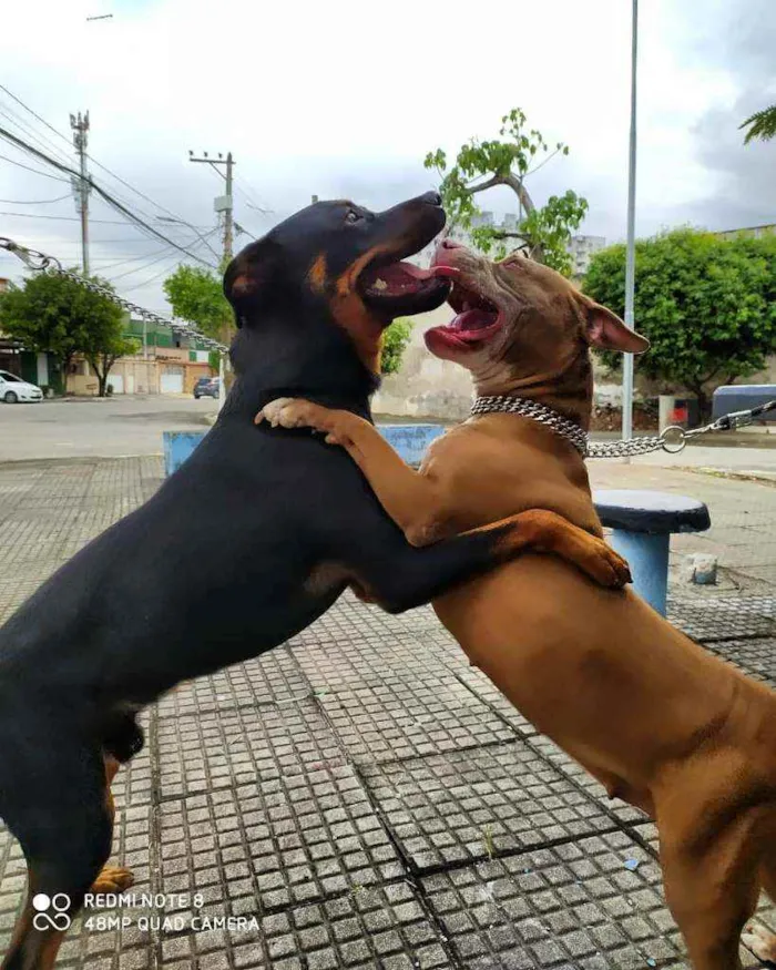 Cachorro ra a Rottweiler idade 1 ano nome Noah
