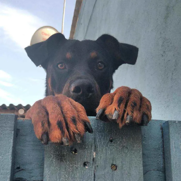 Cachorro ra a Rottweiler idade 1 ano nome Noah