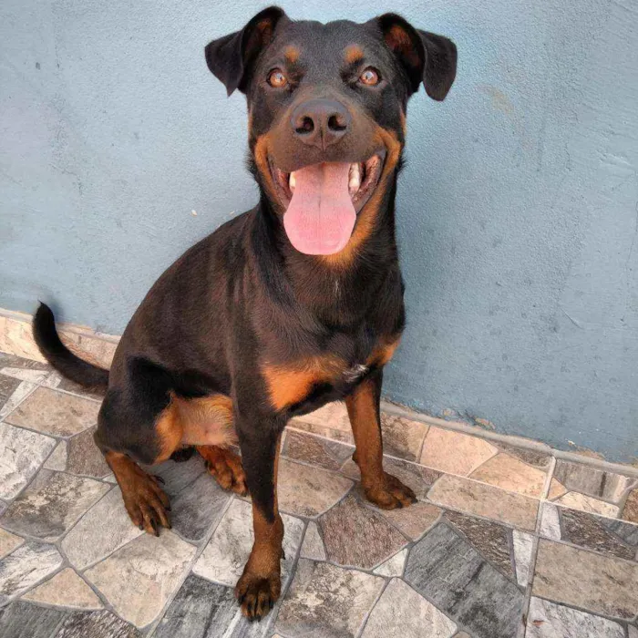 Cachorro ra a Rottweiler idade 1 ano nome Noah