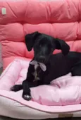 ISABEL