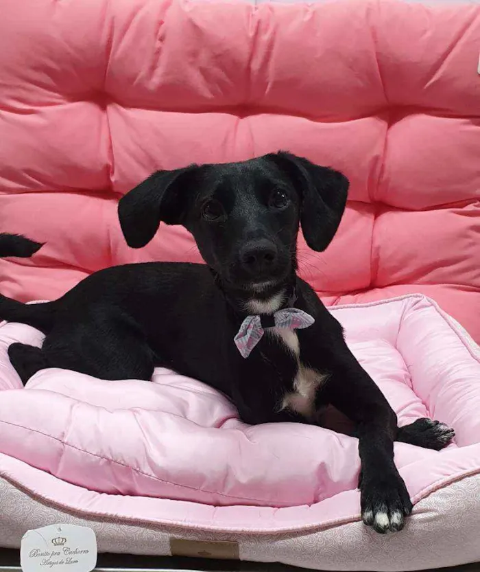 Cachorro ra a SRD idade 7 a 11 meses nome ISABEL 