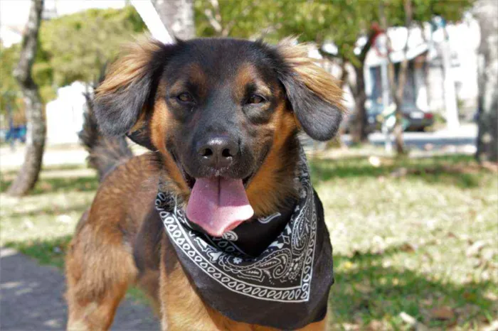 Cachorro ra a SRD idade 1 ano nome Thor