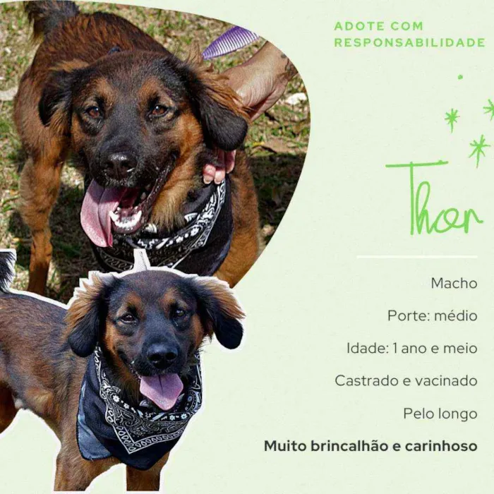 Cachorro ra a SRD idade 1 ano nome Thor