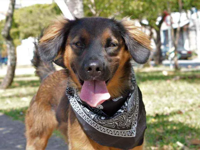 Cachorro raça SRD idade 1 ano nome Thor