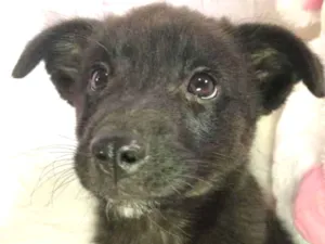 Cachorro raça SRD  idade Abaixo de 2 meses nome Sem nome