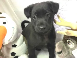 Cachorro raça SRD  idade Abaixo de 2 meses nome Sem nome