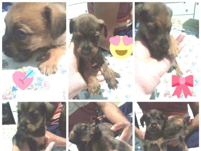 Cachorro raça Puldoou gigante idade Abaixo de 2 meses nome Sem nome