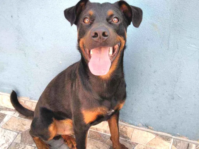 Cachorro ra a Rottweiler idade 1 ano nome Noah