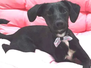 Cachorro raça SRD idade 7 a 11 meses nome ISABEL 