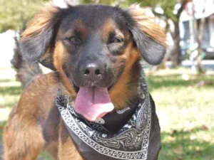 Cachorro raça SRD idade 1 ano nome Thor