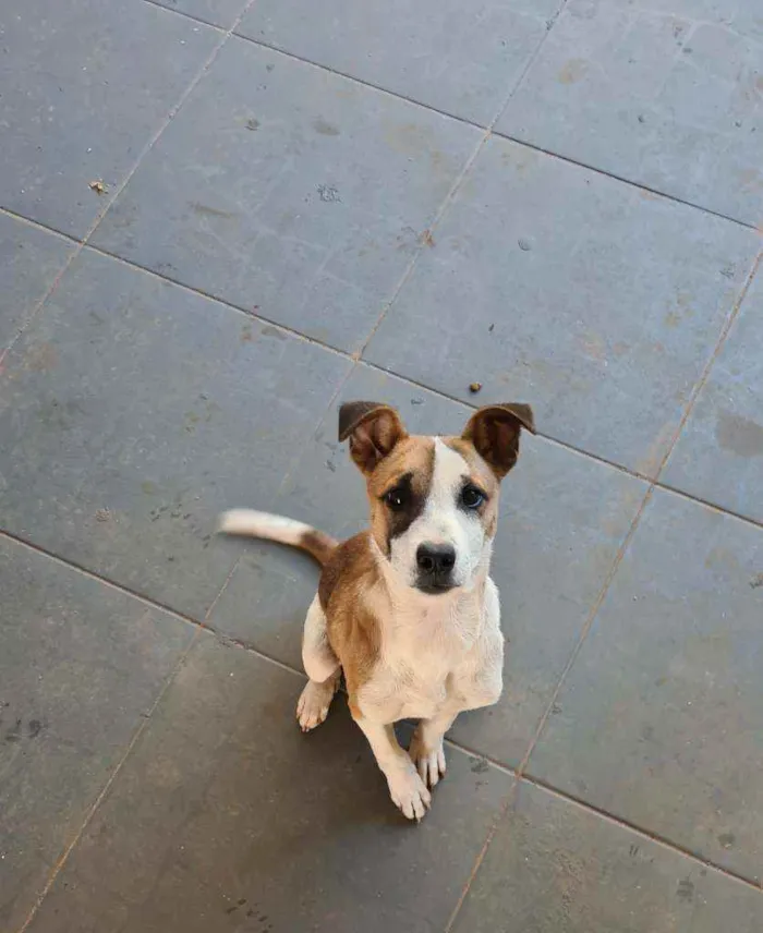 Cachorro ra a N sei idade 2 a 6 meses nome Ralfin