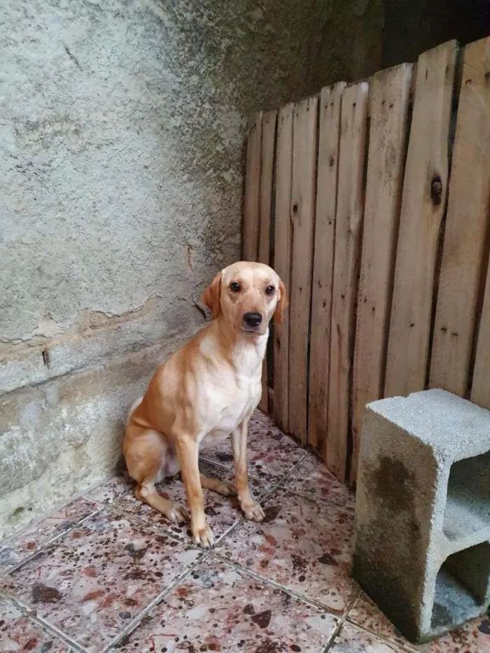Cachorro raça SRD-ViraLata idade 2 anos nome Manteiga