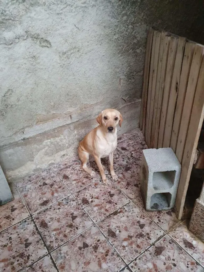 Cachorro raça SRD-ViraLata idade 2 anos nome Manteiga