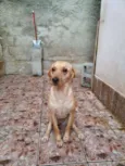 Manteiga