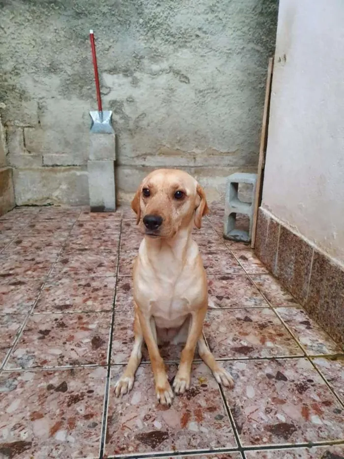 Cachorro raça SRD-ViraLata idade 2 anos nome Manteiga