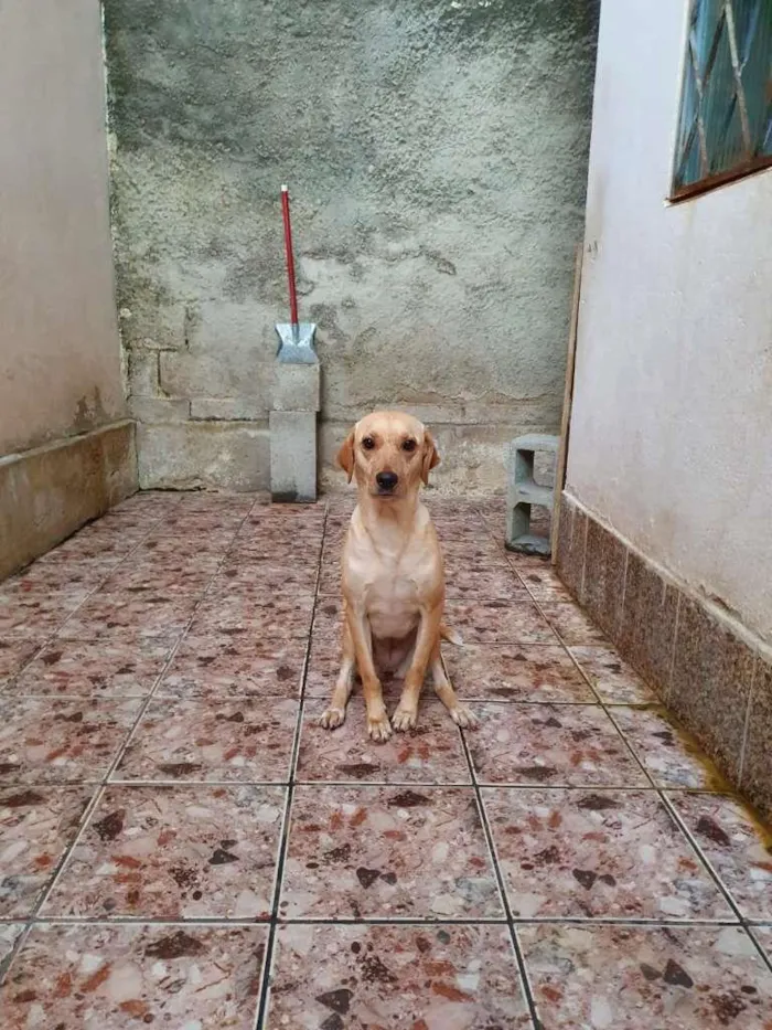 Cachorro raça SRD-ViraLata idade 2 anos nome Manteiga