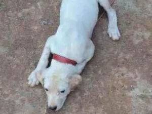 Cachorro raça  idade 2 a 6 meses nome Pink