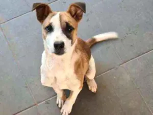 Cachorro raça N sei idade 2 a 6 meses nome Ralfin