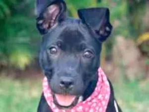 Cachorro raça SRD  idade 2 a 6 meses nome Breja 
