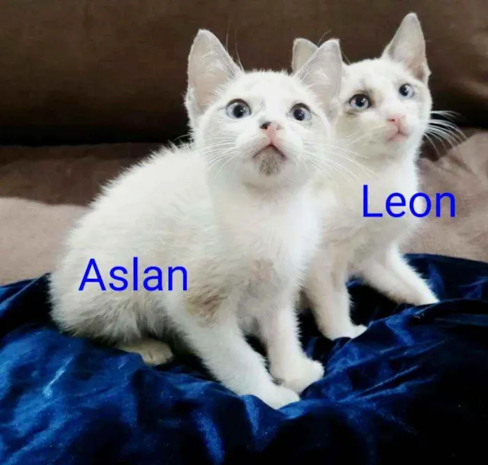 Gato raça Sem raça definida  idade 2 a 6 meses nome Filhotes 