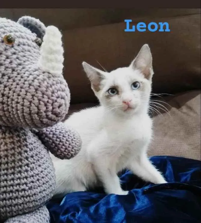 Gato raça Sem raça definida  idade 2 a 6 meses nome Filhotes 