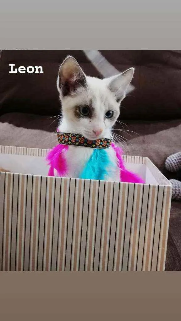 Gato raça Sem raça definida  idade 2 a 6 meses nome Filhotes 