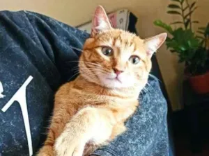 Gato raça  idade 2 a 6 meses nome Toth