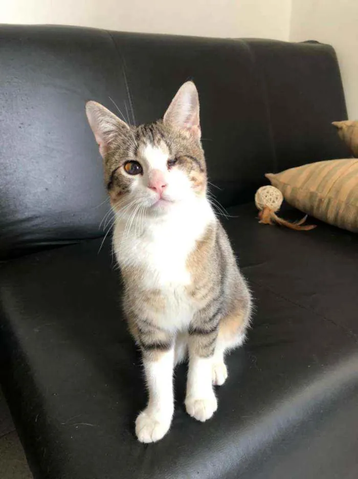 Gato raça SRD  idade 2 a 6 meses nome Rubi 