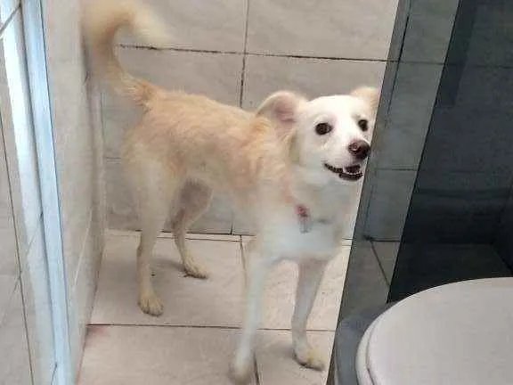 Cachorro ra a Viralata idade 1 ano nome Lindinha