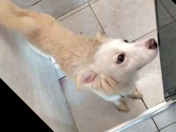 Cachorro ra a Viralata idade 1 ano nome Lindinha