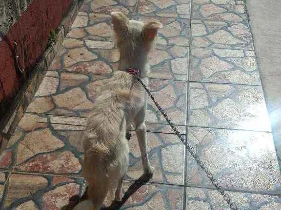 Cachorro ra a Viralata idade 1 ano nome Lindinha