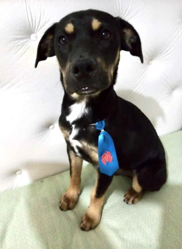 Cachorro ra a Mestiço  idade 2 a 6 meses nome Thor 