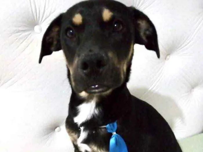 Cachorro ra a Mestiço  idade 2 a 6 meses nome Thor 