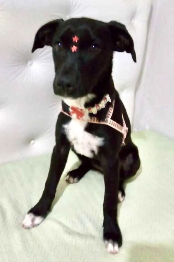 Cachorro ra a Mestiça  idade 2 a 6 meses nome Sofia 