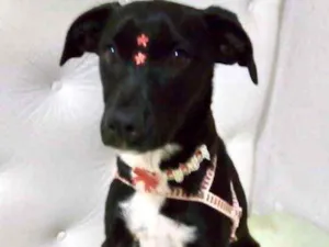 Cachorro raça Mestiça  idade 2 a 6 meses nome Sofia 