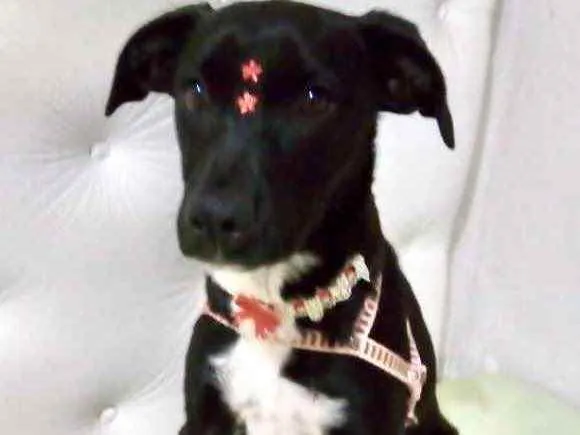 Cachorro ra a Mestiça  idade 2 a 6 meses nome Sofia 