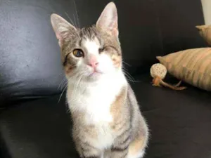 Gato raça SRD  idade 2 a 6 meses nome Rubi 