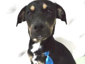 Cachorro raça Mestiço  idade 2 a 6 meses nome Thor 