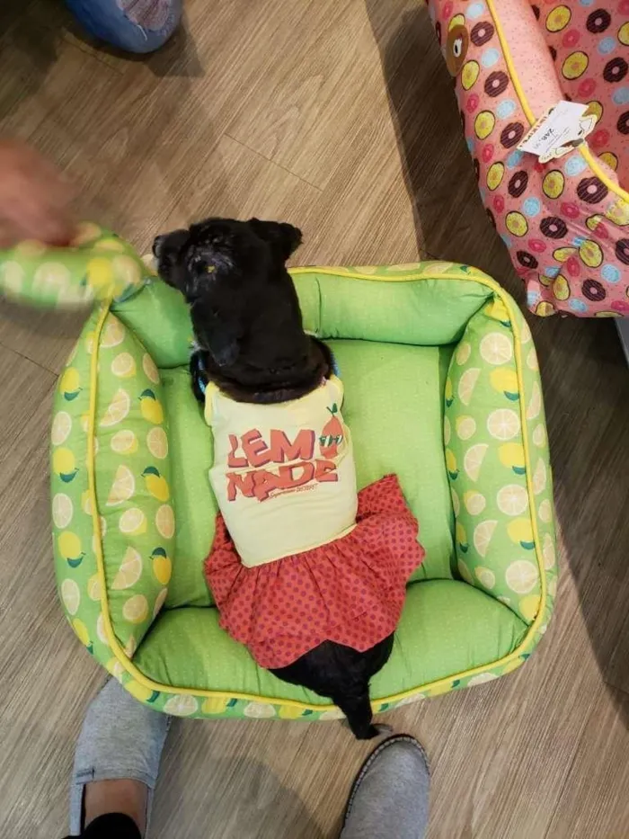 Cachorro ra a Mix de lhasa idade 5 anos nome Alice