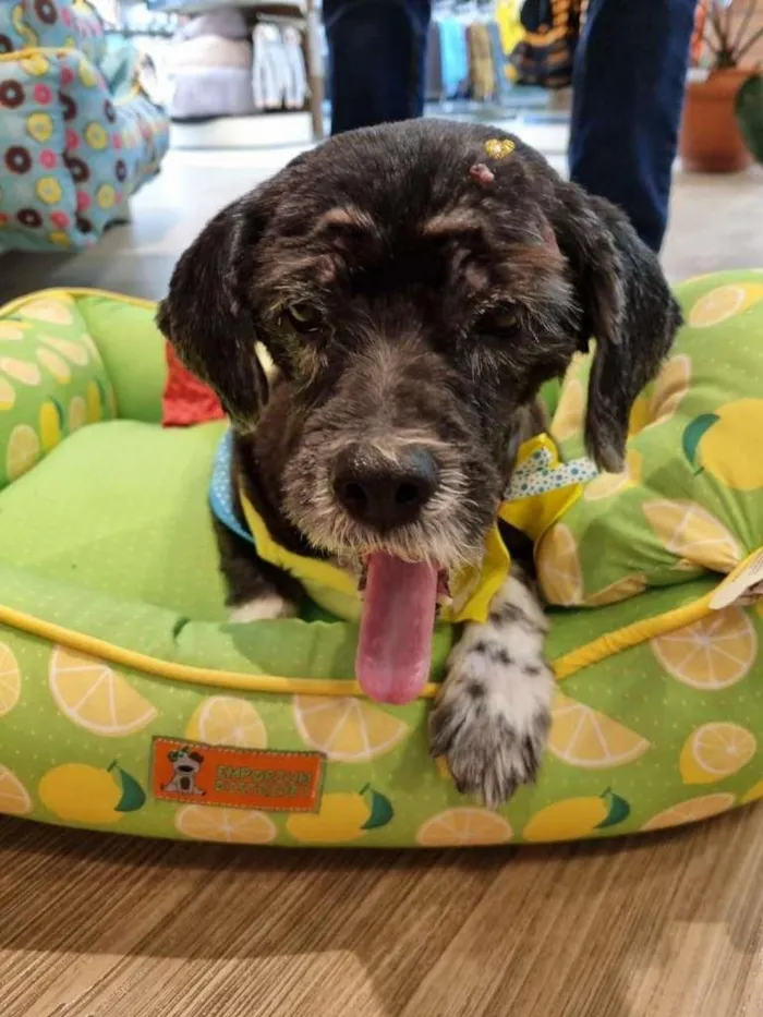 Cachorro ra a Mix de lhasa idade 5 anos nome Alice